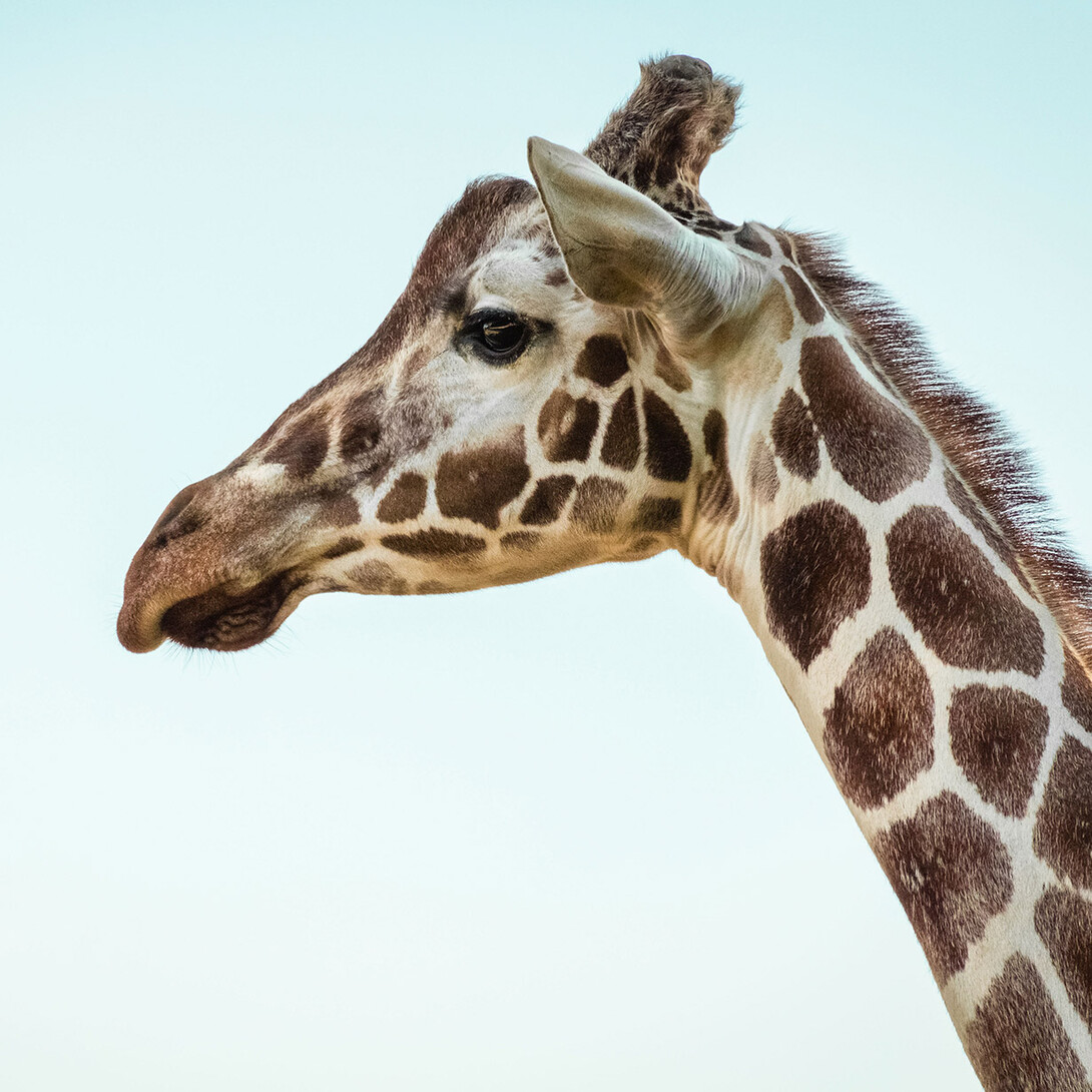 Head of a giraffe looking and observing