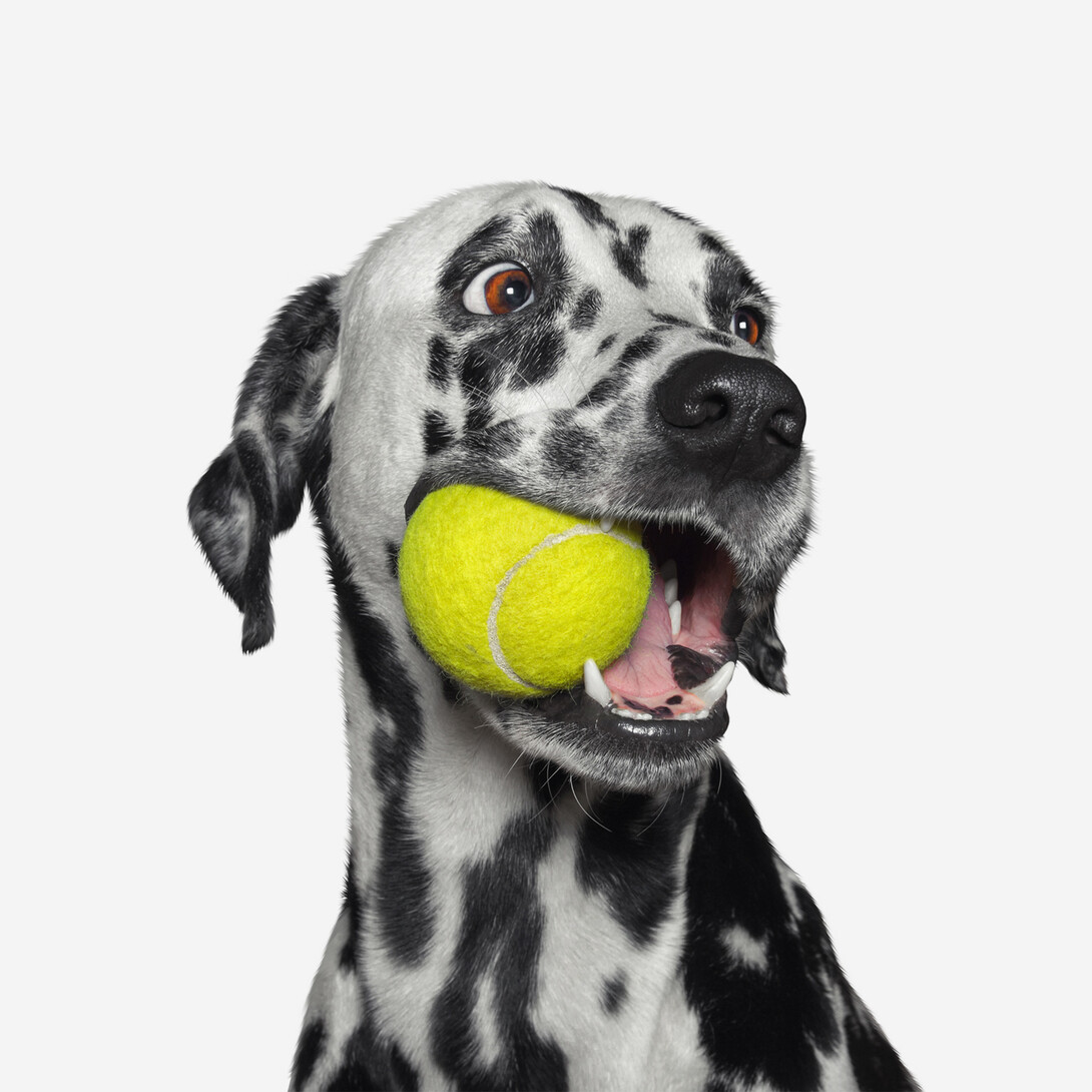 Dog ball